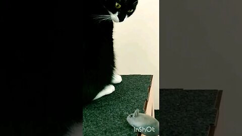 Gato Bartolomeu Tunico brincando 😸