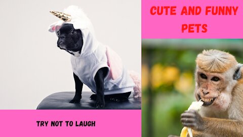 cute and hillarious pets