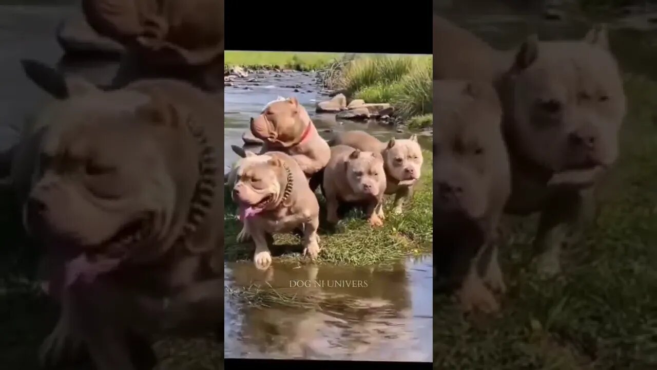 Pitbull dangerous dog 🔥🔥#pitbull dog short video#dog new short video 2022#shorts