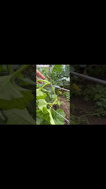 Train Your Plants to Vine Up