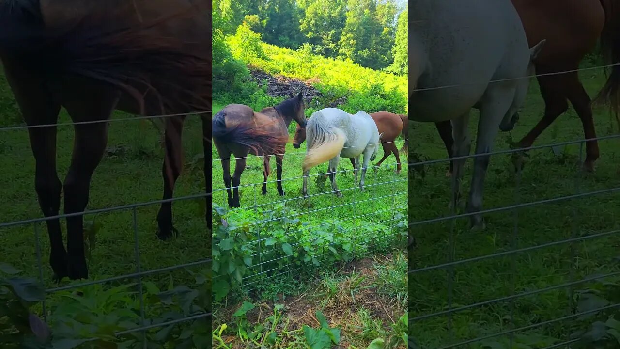 Pigs and Horses @UncleTimsFarm #kärnəvór #carnivore #shorts #hereford #freerangepigs