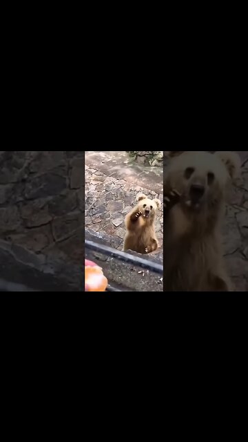 Bro said serve me more 😂😂😂 #shorts #subscribe #viral #shortvideo #reels