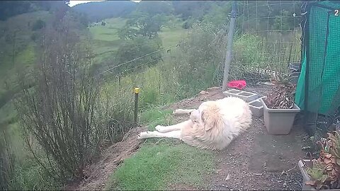 Rescue maremma totally unwinding in new home. Important it takes months for them to destress