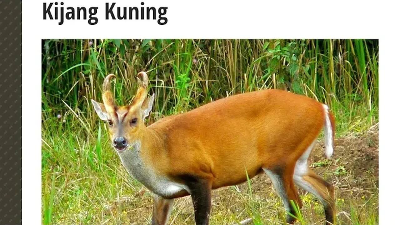 KIJANG KUNING