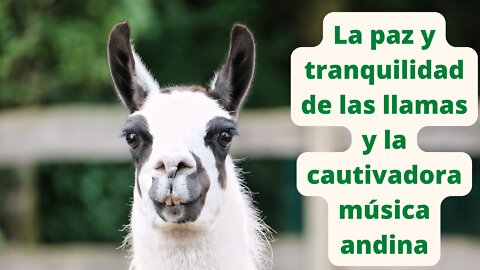 La paz y tranquilidad de las llamas y la cautivadora música andina