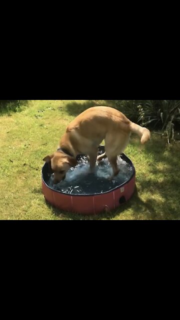 Dog Gets Extremely Excited Over Tiny Paddling Pool