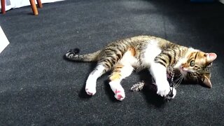 Kitten Loves His Feather Toy