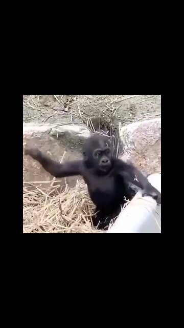 Monkey kid playing with himself