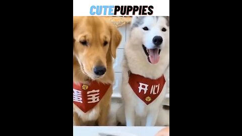 Husky/Golden Retriever/English shepherd/|Cute dogs reactions 😍😄 | Funny Dogs Reaction 🐕