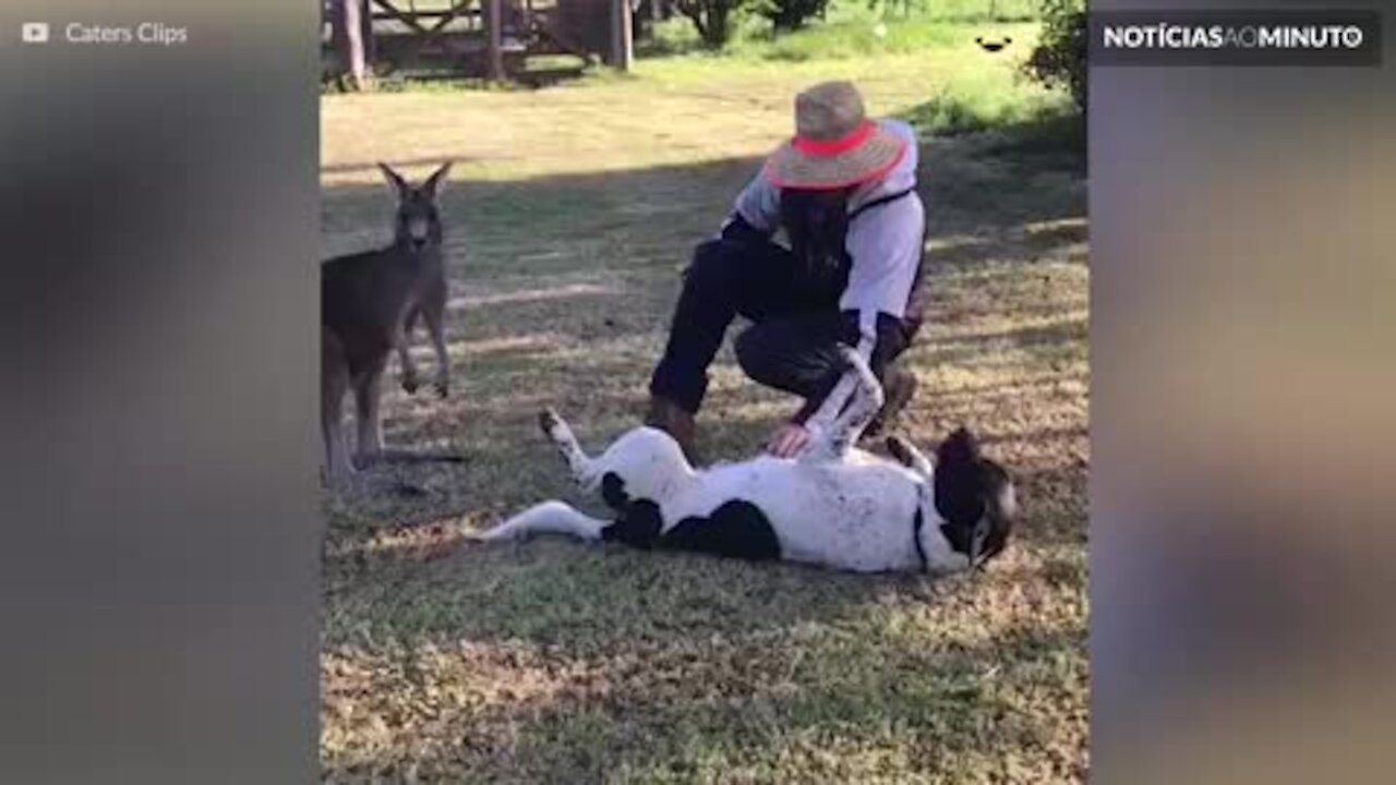 Conheça Jess, o canguru que pensa que é um cão