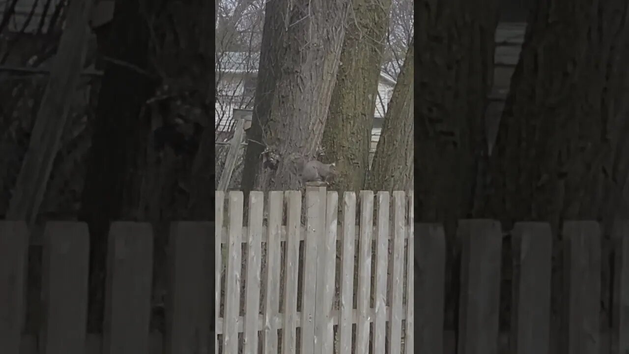 squirrel #shorts
