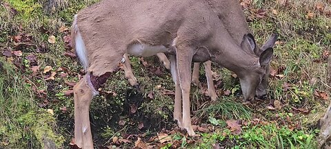 Deer with a nasty cut is eating better today