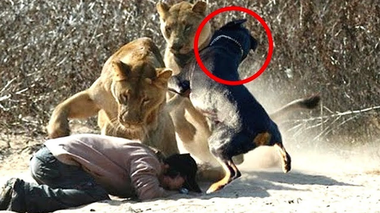 Animals Being REAL-LIFE HEROES!!(Really Funny)