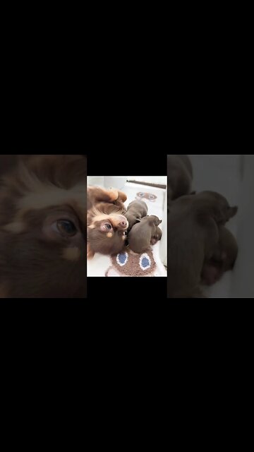 What Happens When You Meet This Adorable Chihuahua?