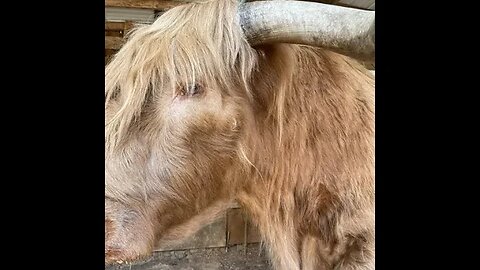 New pig pasture and an update on Hamish