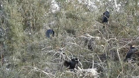 Cormorants In Tree’s Camber Castle and Ken Halpin Birding Hide East Sussex.