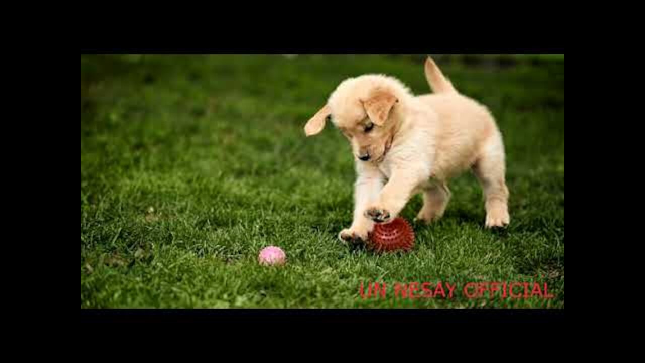 Cute and Funny Dogs Video_ Dog's OF 2022.