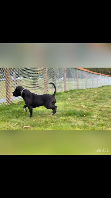 Marcus Aurelius from Intelligent Design Bullys having a fun day at the dog park.
