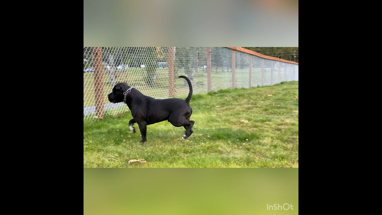 Marcus Aurelius from Intelligent Design Bullys having a fun day at the dog park.