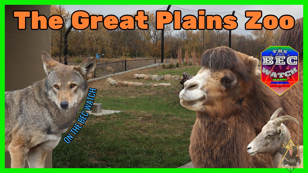 BEC Watch Entries: #36 Great Plains Zoo