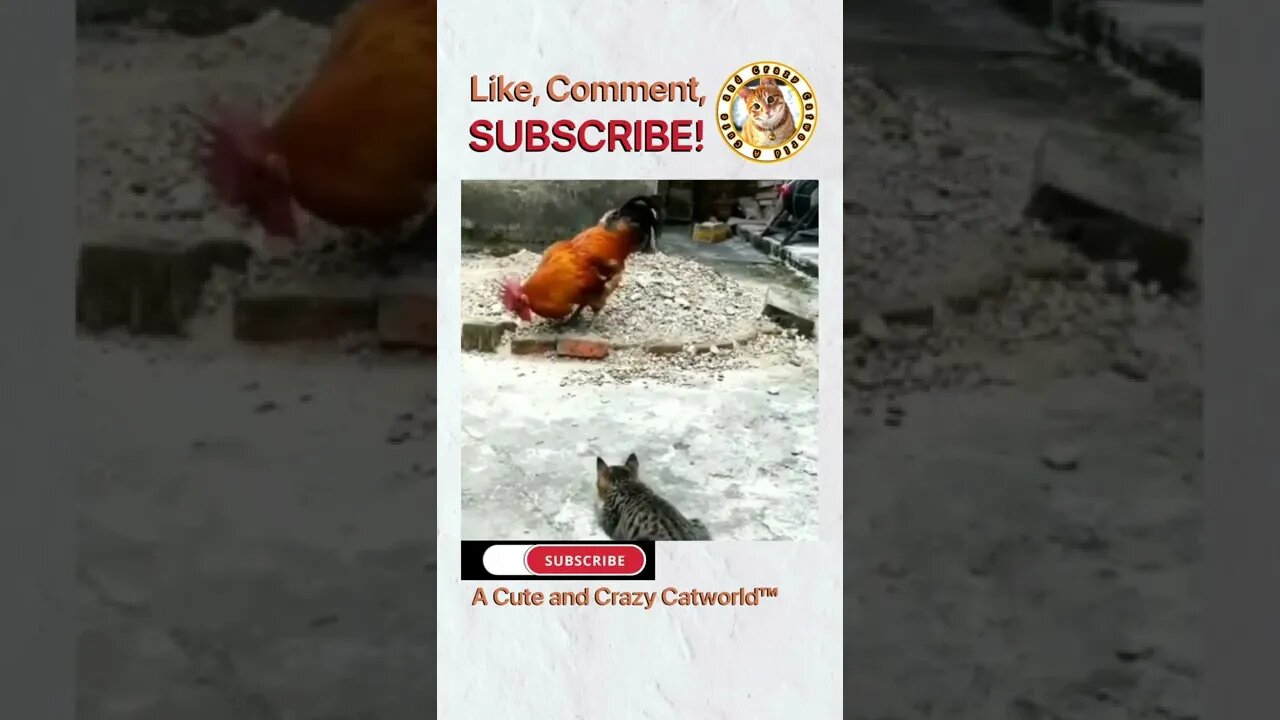 Cat STALKED This Animal Like The #CrocodileHunter, AND THIS HAPPENED… 🐊😹 (#256) #Shorts