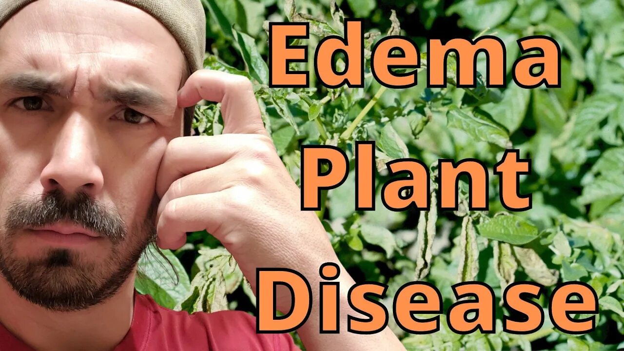 How To Solve Plant Edema Disease