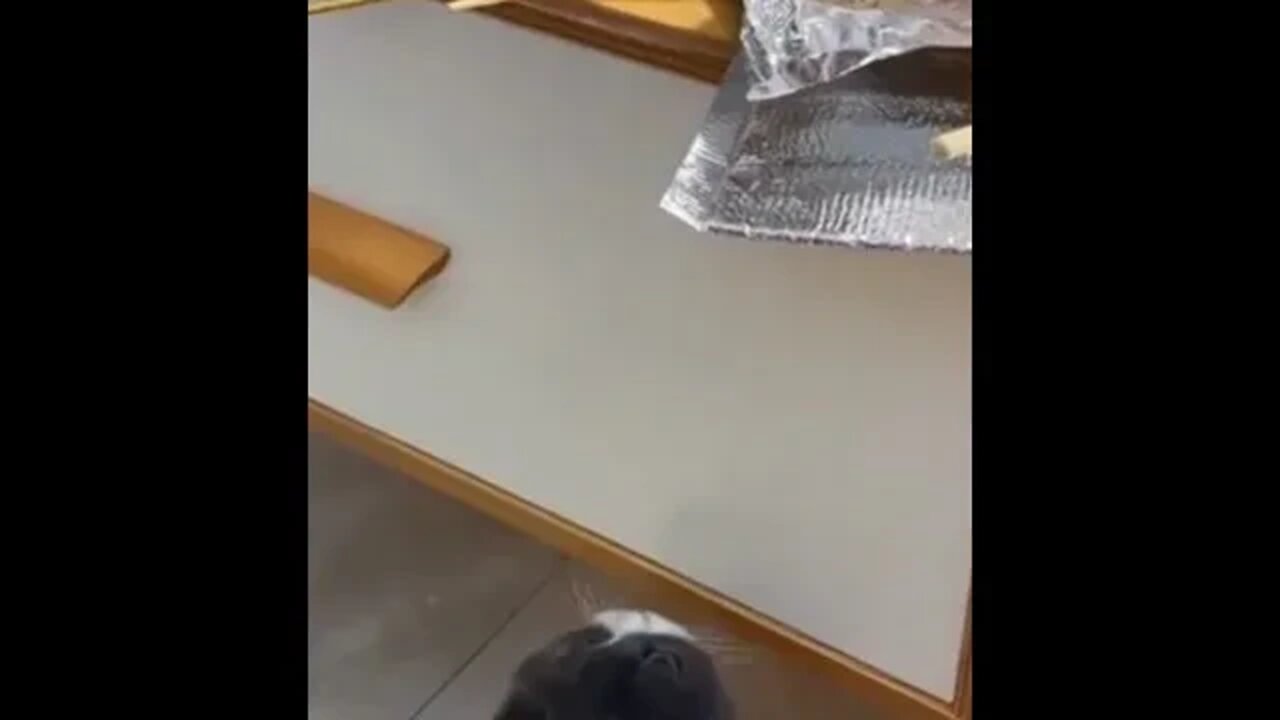 food thief kitten | anak kucing lucu bikin ngakak #short #kucingmeong #kucinglucu #kucingimut