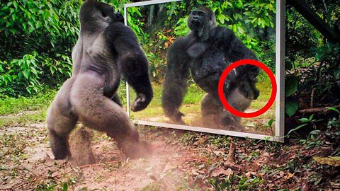 Look What Happens When Animals See Themselves in the Mirror