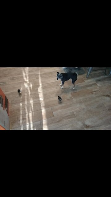 Dog Preciously Runs And Plays With Little Chicks