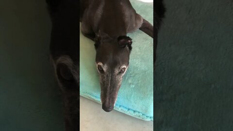 Disabled greyhound enjoys the song of an Angel or something!???
