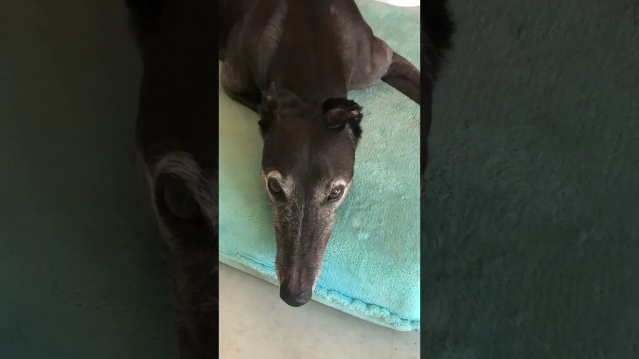 Disabled greyhound enjoys the song of an Angel or something!???