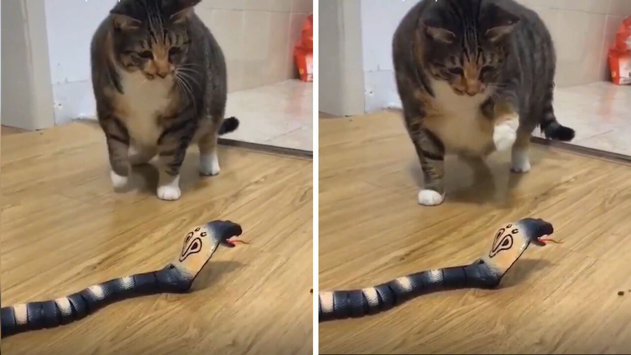 Cat fighting with toy snake