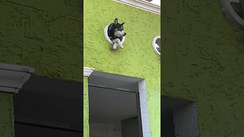 Husky Watches Over Shop From Special Perch