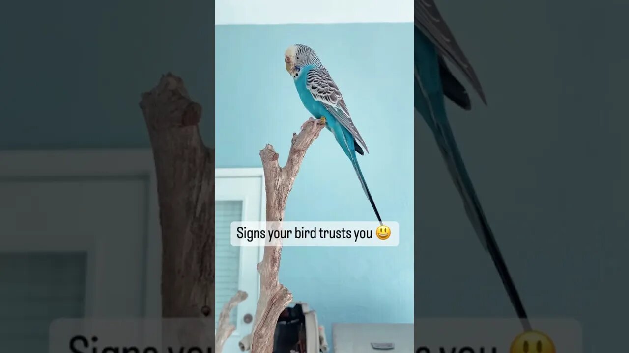 Signs your bird trusts you #parrots #birds #parrottraining #petparrot #petbird #birdtricks #shorts