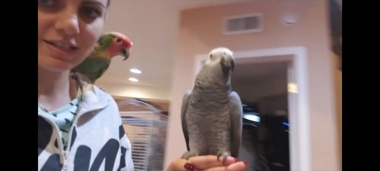 Parrot and Dog Reaction to new kitten