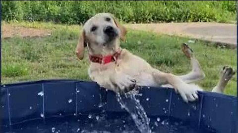 Cadela atrapalhada brinca com mangueira e cai para fora da piscina