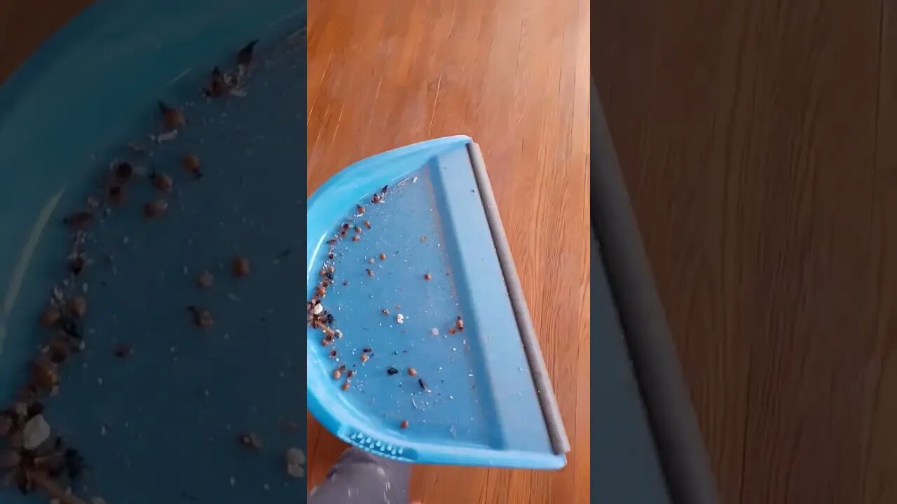 Free the Ladybugs!