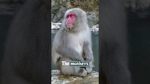 Truth about Japanese Snow Monkeys in Hot Springs