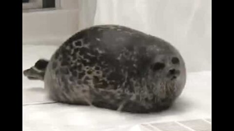 Foca obesa saltita em aquário no Japão