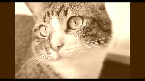 Cat Photos