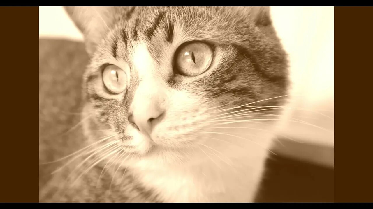 Cat Photos