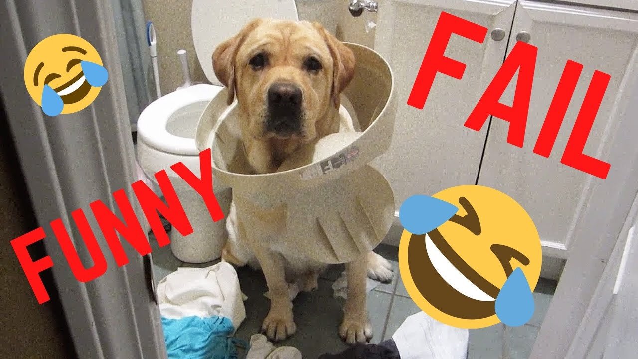 # Funny⚠️ You will get STOMACH ACHE FROM LAUGHING SO HARD 🤣🐶Funny Dog Videos 2021 Lol