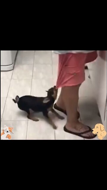 # Puppy Pulling the boy's Pant #