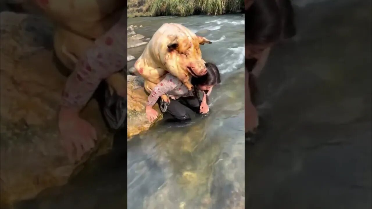 Chinese Country Girl Tries To Carry A Hog Carcass Across The River