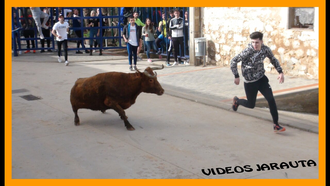 SANTA CRUZ DE MONCAYO ( ZARAGOZA ) TARDE VACAS EN CALLE ( VIERNES 29 ABRIL 2022 ) GNAD.MERINO