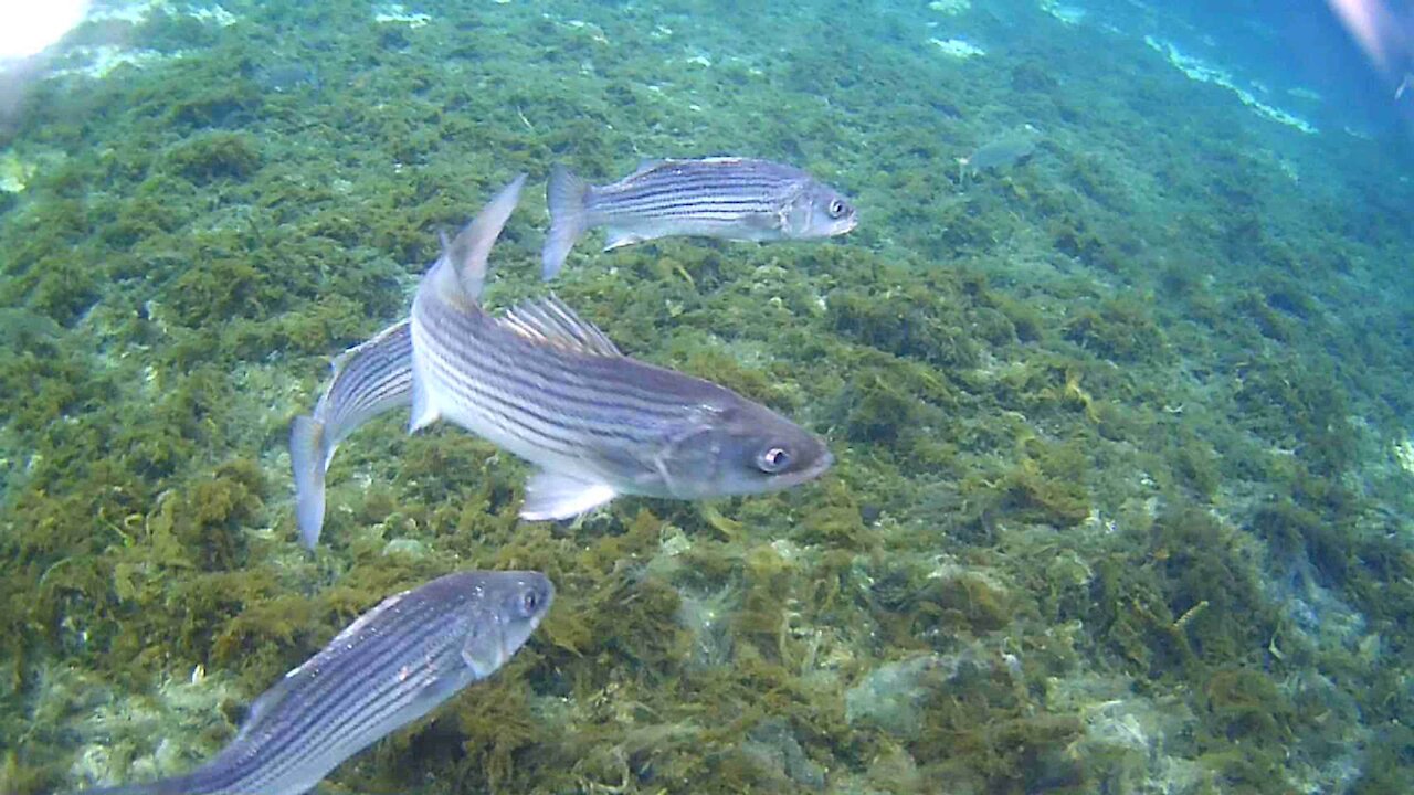 God's Amazing Underwater Creation