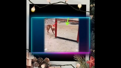 comedy video 😇😇😇 #comedy #dibyansu