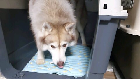 Husky puchi who likes nosework...