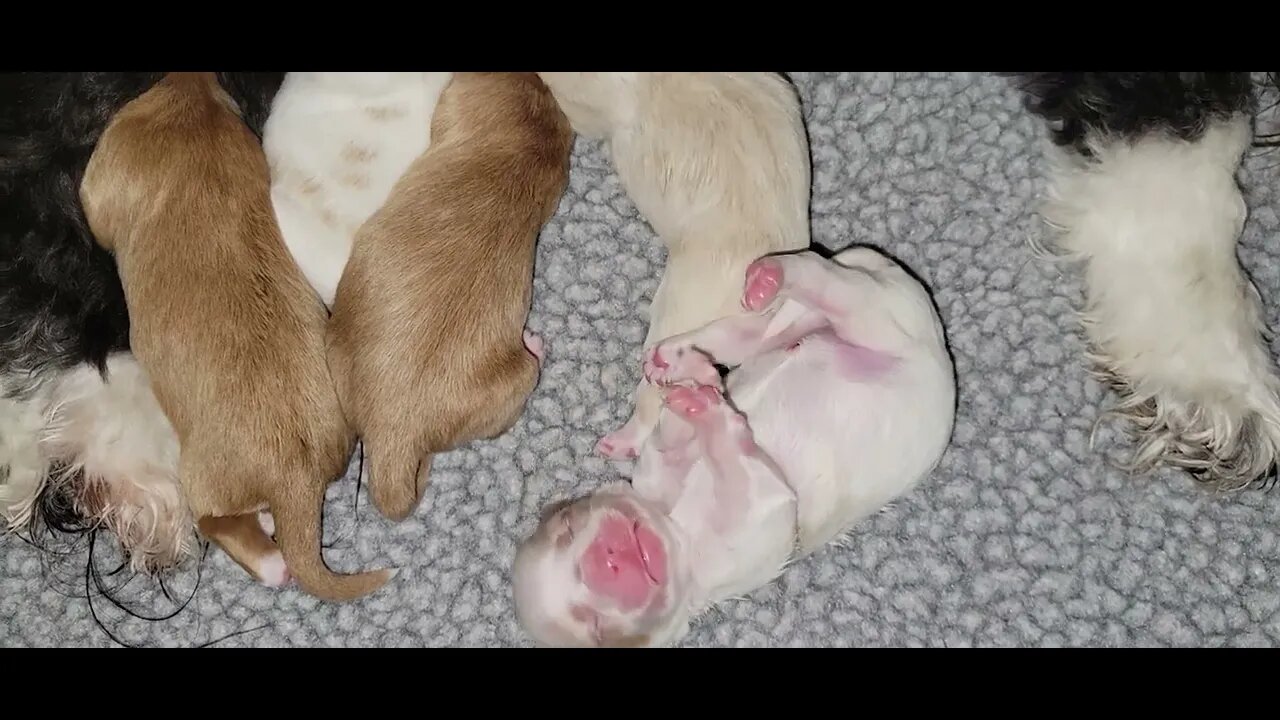 Sheba's Babies - Day 3(1)