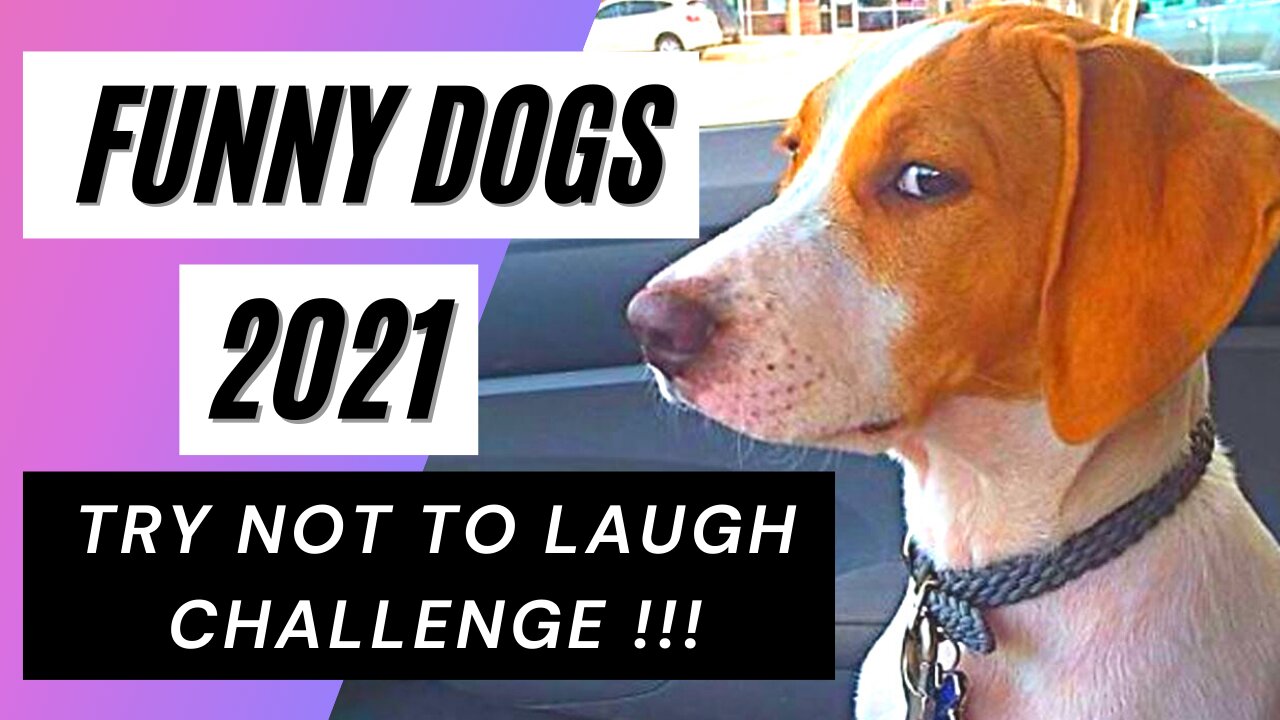 Crazy & Funny Dogs of 2021 - TRY NOT TO GRIN CHALLENGE